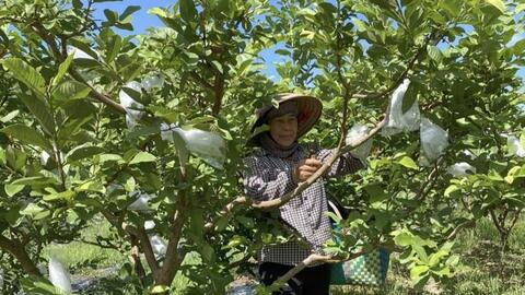 Hợp tác xã Việt Hưng 'mở đường' cho sản phẩm miền núi vươn xa