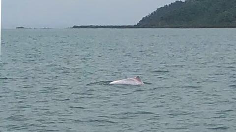 Cá heo liên tiếp xuất hiện tại vùng biển Quảng Ninh - tín hiệu vui cho môi trường biển