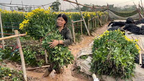 Hoa đổ nghiêng ngả sau mưa dông, người trồng hoa ở Hà Nội tất bật cứu cây