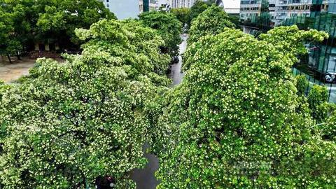 Hà Nội nghiên cứu cắt tỉa, dịch chuyển cây hoa sữa để giảm mùi hương