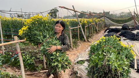 Hoa đổ nghiêng ngả sau mưa dông, người trồng hoa ở Hà Nội tất bật cứu cây