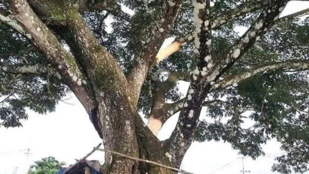 Được cứu chữa kịp thời, hàng me tây nổi tiếng ở Quảng Ngãi sẽ tiếp tục phát triển tốt