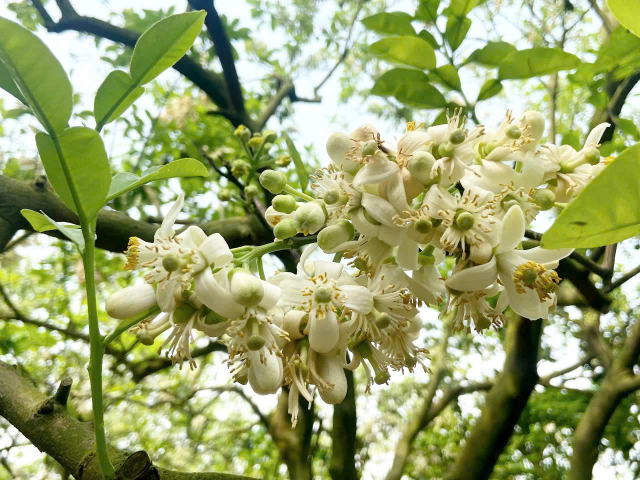 Hoa bưởi nở thành từng chùm, cánh hoa trắng muốt điểm xuyết nhụy vàng, tỏa mùi hương nồng nàn. Ảnh: Lê Tuyến