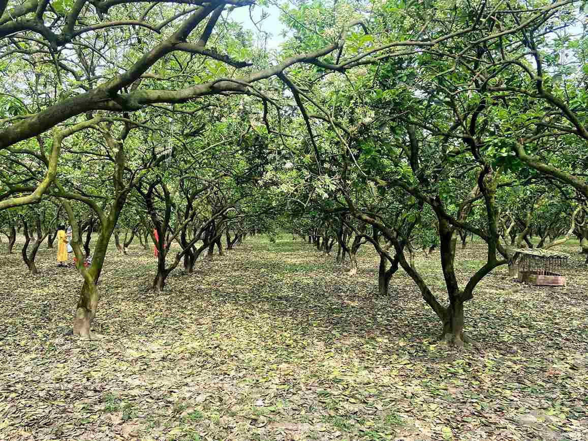 Vườn bưởi ngát hương hoa bung nở ở phường Phúc Diễn. Ảnh: Lê Tuyến