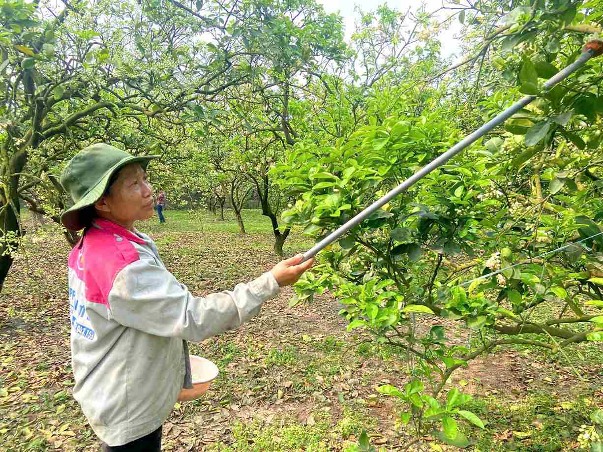 Bà con vườn bưởi Phúc Diễn tất bật thụ phấn bằng tay cho hoa. Ảnh: Lê Tuyến