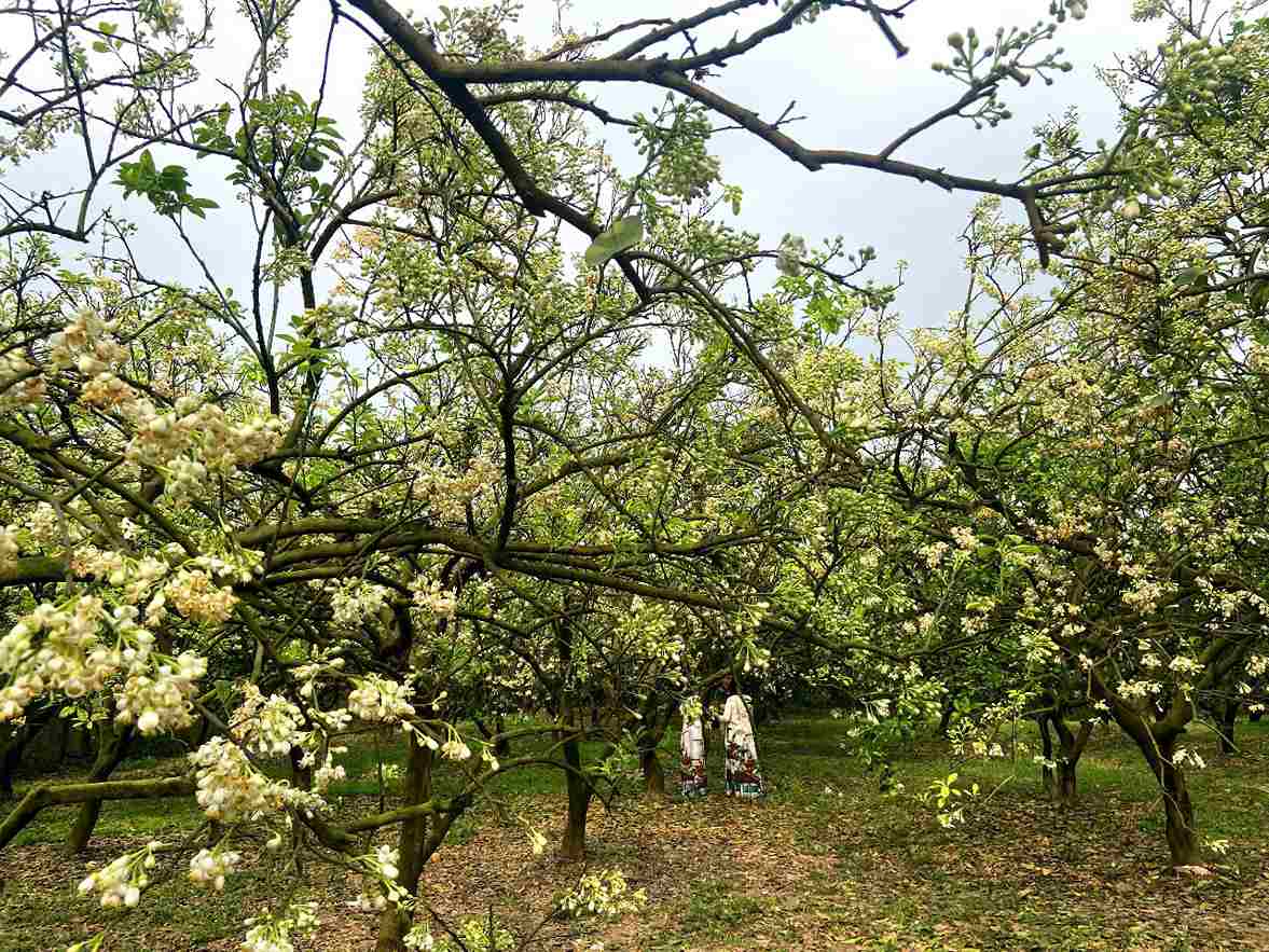 Hoa bưởi có thể cho vào nước gội đầu, hoặc dùng làm món ăn như mía hấp hoa bưởi. Ảnh: Lê Tuyến