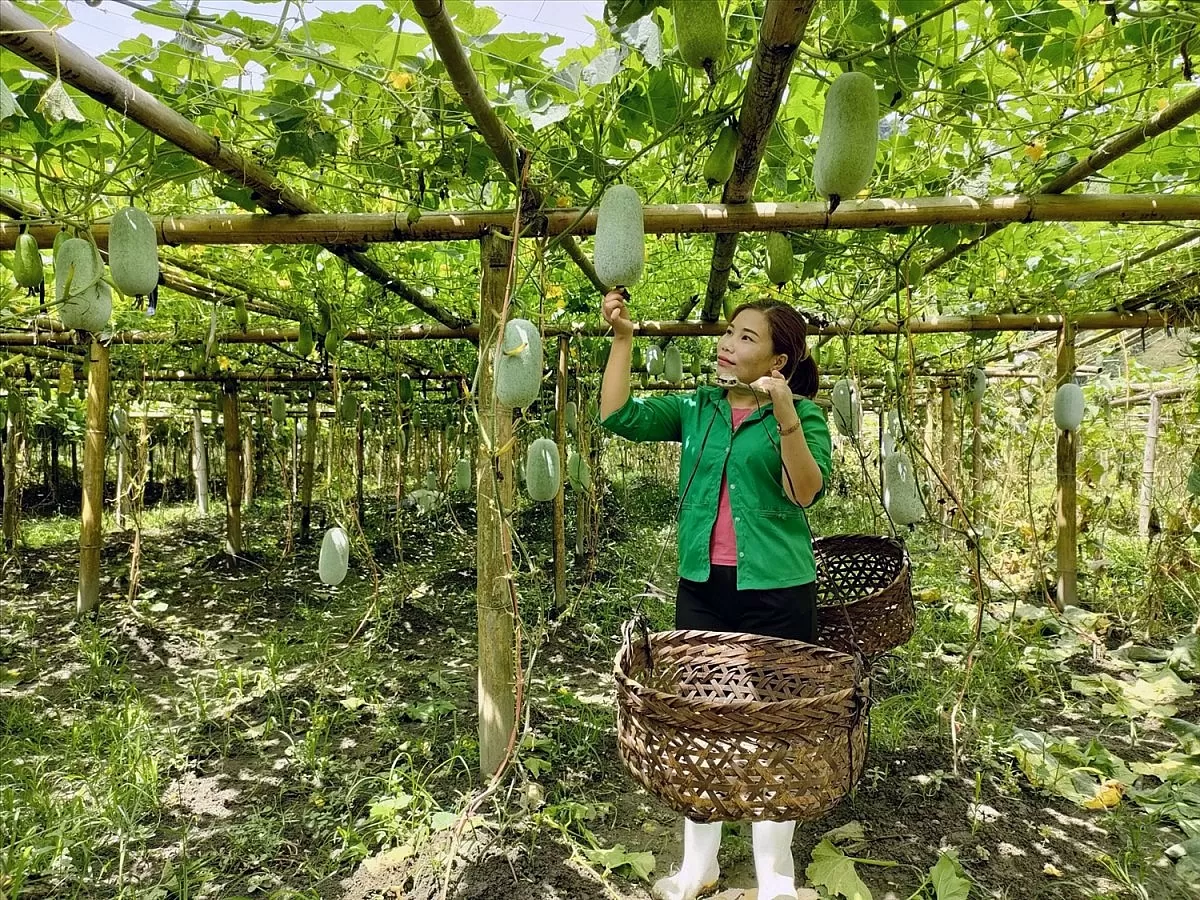 Bí xanh thơm, rượu men lá Bắc Kạn và hành trình thoát kiếp ‘hàng thô’