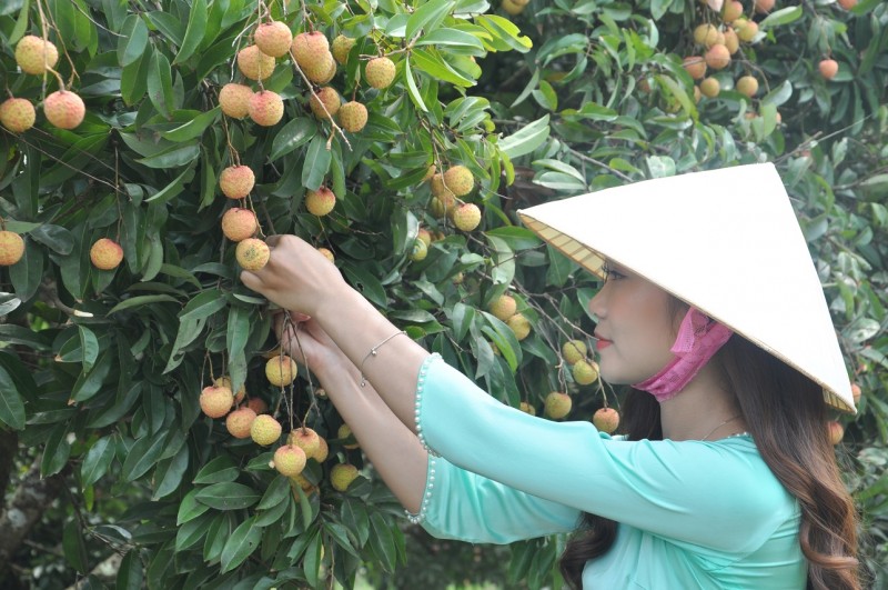 Mùa vải chín, Hải Dương níu chân du khách bốn phương