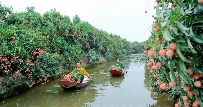 Mùa vải chín, Hải Dương níu chân du khách bốn phương
