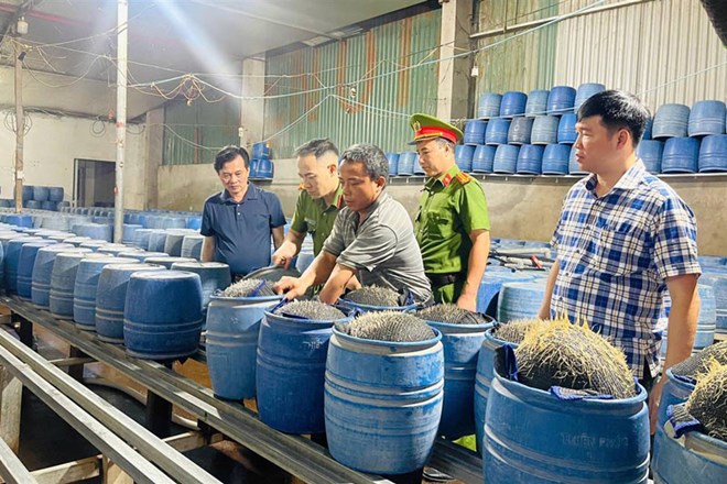 Hàng trăm tấn giá đỗ sản xuất bằng hóa chất độc hại được tuồn ra thị trường. Ảnh: Công an cung cấp