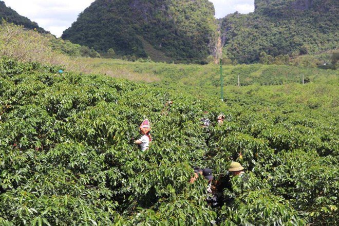 Sau mưa lũ, người dân Sơn La tất bật chuẩn bị cho vụ cà phê mới