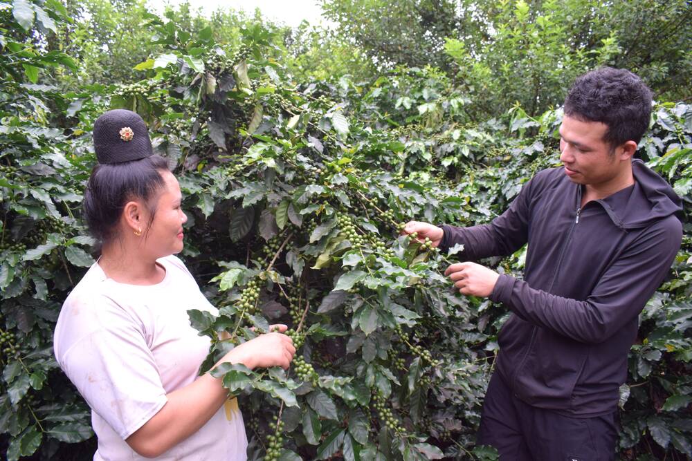 Người dân bản Trung Tâm, phường Chiềng An kiểm tra sự phát triển của quả cà phê. Ảnh: Trường Sơn