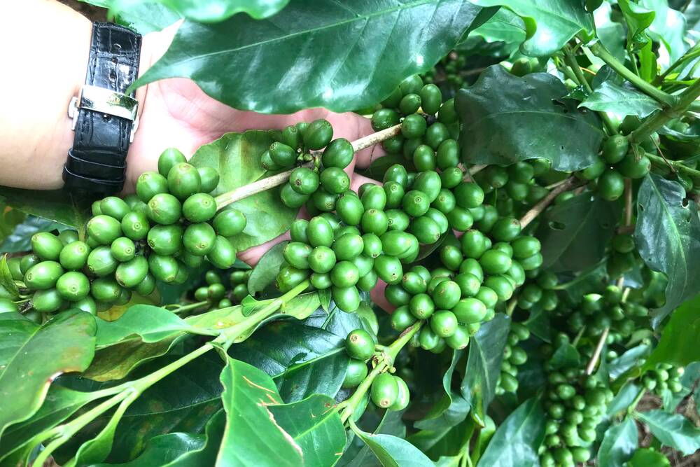 Cà phê Sơn La năm nay kỳ vọng được mùa, được giá. Ảnh: Trường Sơn