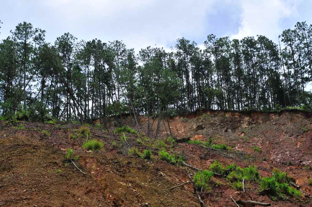 Taluy dương của đồi thông bên tỉnh lộ 721 sạt lở do những trận mưa lớn. Ảnh: Lam Hồng