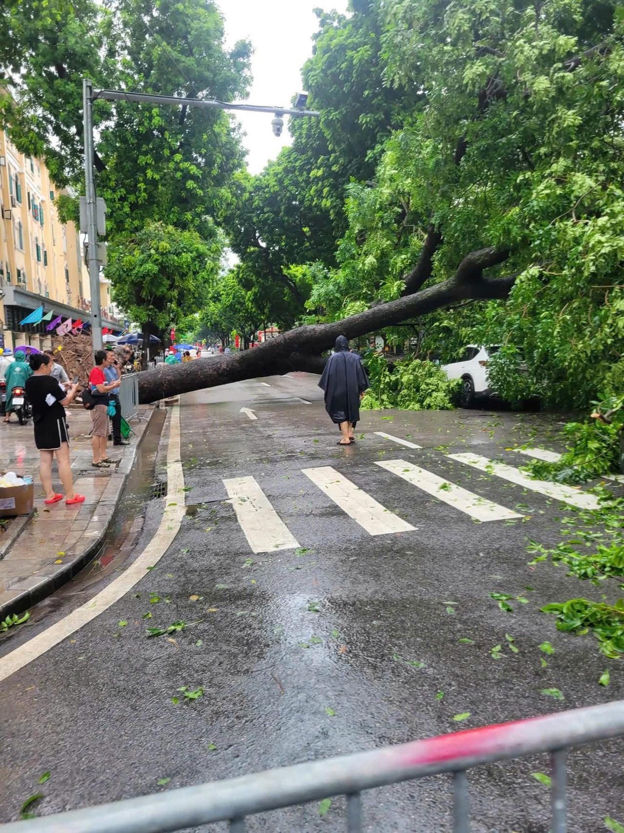Mưa lớn khiến cây đổ chắn ngang đường trên đoạn Trần Phú giao với Chu Văn An.