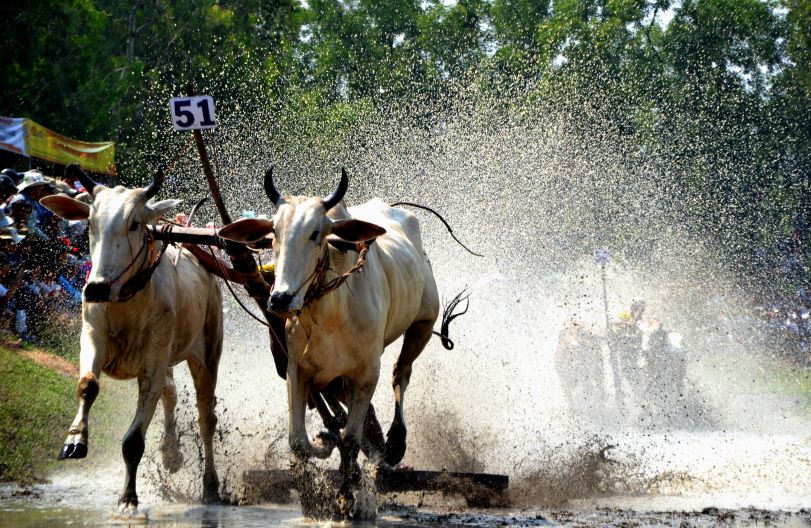 Đua bò Bảy Núi có điều lệ cổ truyền rất đặc thù, mỗi lần đua có 2 đôi, xuất phát theo thể thức trước - sau. Ảnh: Thanh Mai