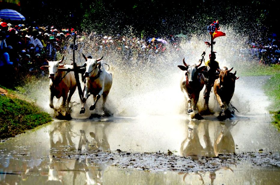 Đua bò Bảy Núi là hoạt động văn hóa - thể thao đặc thù của đồng bào Khmer vùng Bảy Núi dịp lễ Dolta, lễ tưởng nhớ công lao ông bà, tổ tiên. Ảnh: Thanh Mai