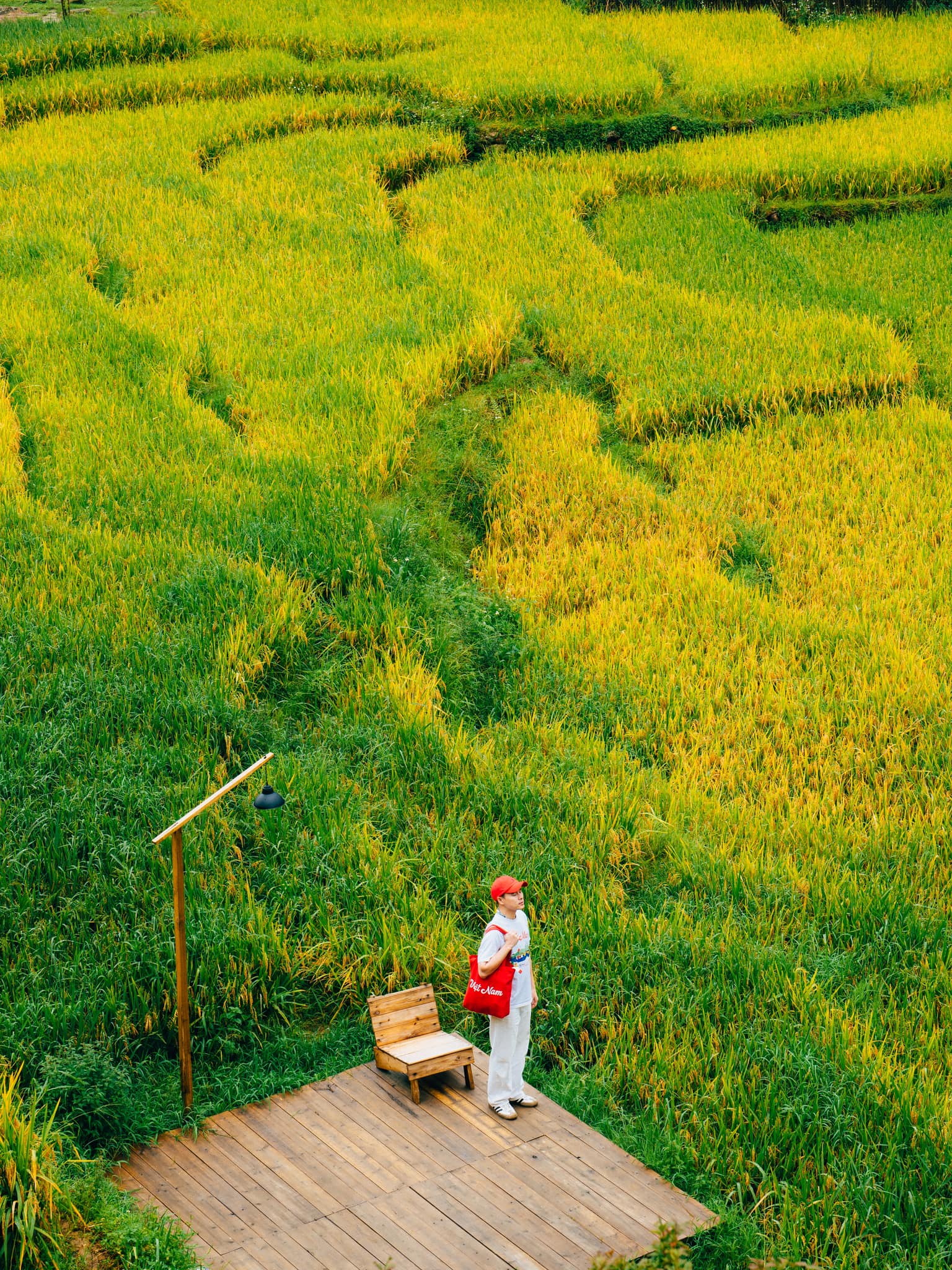 Đầu tháng 9, Phạm Trọng Nghĩa (34 tuổi) từ miền Trung đi du lịch Tây Bắc, vừa tận hưởng kỳ nghỉ lễ Quốc khánh anh vừa được ngắm nhìn mùa lúa chín đang nhuộm vàng khắp Lào Cai.