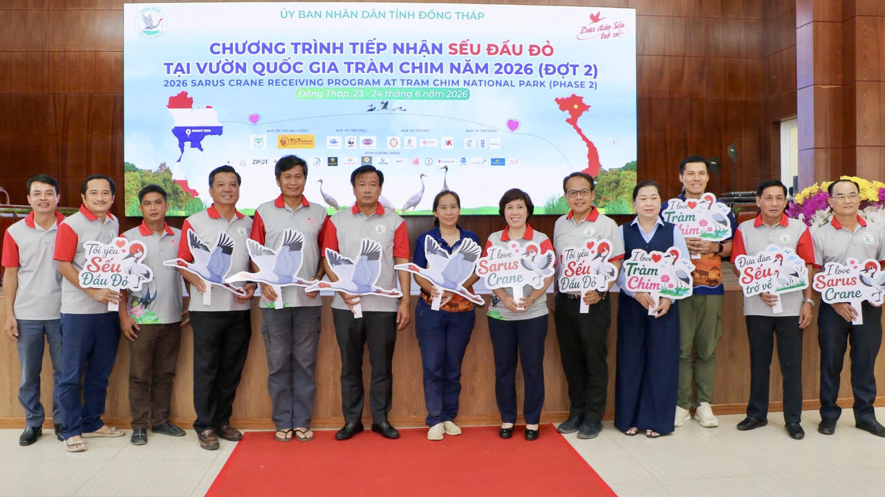 Thêm 6 cá thể Sếu đầu đỏ về Tràm Chim, nối dài hành trình 'Đưa đàn Sếu trở về'