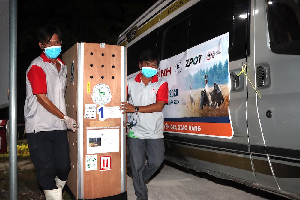 Nhân viên kỹ thuật Vườn Quốc gia Tràm Chim di chuyển sếu vào khu nuôi, cách ly. (Ảnh: dongthap.gov.vn)