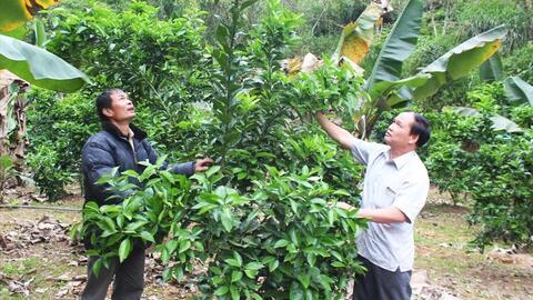 Những nông dân "triệu phú" vươn lên từ xóm nghèo