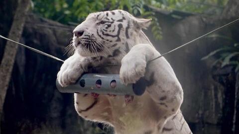 Hổ trắng Bengal tên Ngộ Không ở Thảo Cầm Viên mất vì bệnh nặng