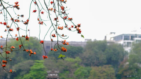 Hoa gạo tháng 3 'thắp lửa' một góc trời Hà Nội