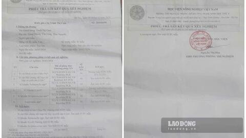 Phụ huynh tự bỏ tiền xét nghiệm, thấy thịt lợn nhiễm khuẩn E.coli và tả châu Phi