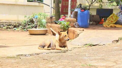 Con chó nghi dại xuất hiện gần bãi biển ở Đắk Lắk, cắn 5 người