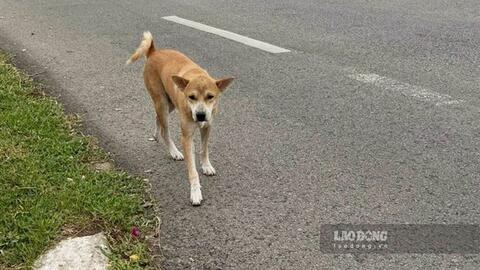 Bé gái ở Gia Lai tử vong sau 2 tháng bị chó cắn