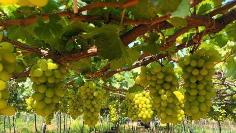 Định vị thương hiệu OCOP trong lòng người tiêu dùng đô thị