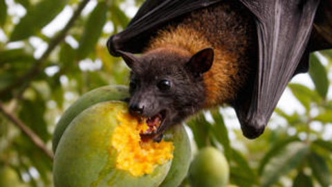 Phòng bệnh do virus Nipah: Bộ Y tế khuyến cáo không ăn trái cây, thực phẩm bị động vật hoang dã cắn