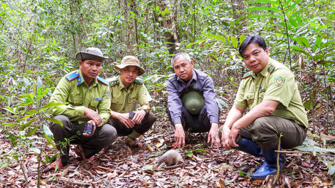 Gia Lai: Thả tê tê Java cùng nhiều động vật quý hiếm về rừng tự nhiên