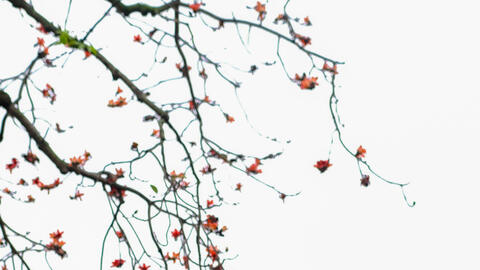 Hoa gạo tháng 3 'thắp lửa' một góc trời Hà Nội