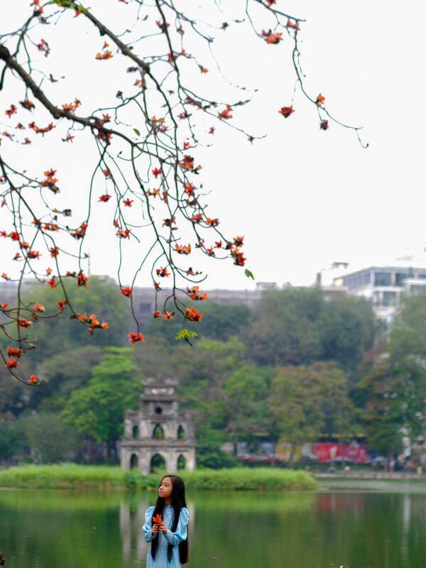 Hoa gạo tháng 3 'thắp lửa' một góc trời Hà Nội