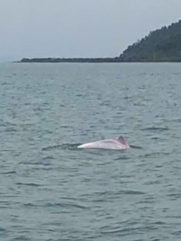 Cá heo liên tiếp xuất hiện tại vùng biển Quảng Ninh - tín hiệu vui cho môi trường biển