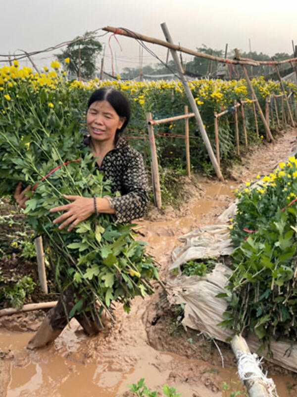 Hoa đổ nghiêng ngả sau mưa dông, người trồng hoa ở Hà Nội tất bật cứu cây