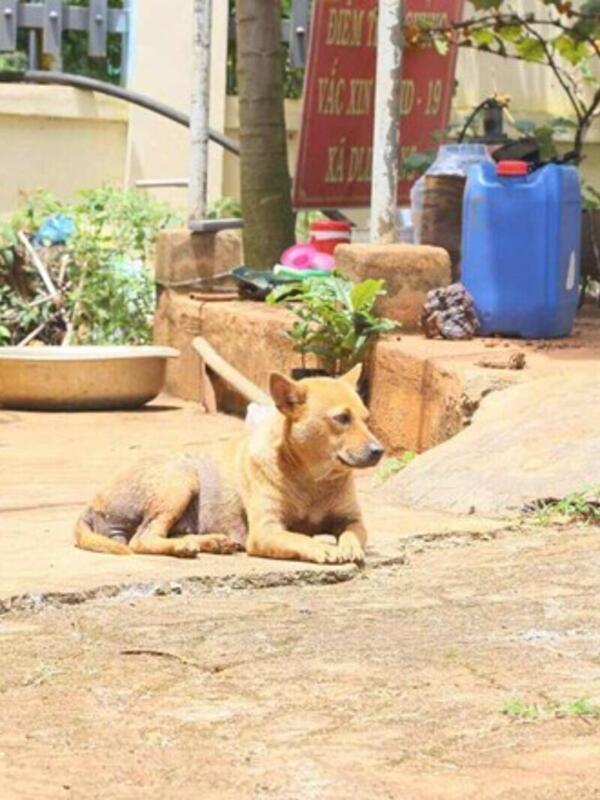 Con chó nghi dại xuất hiện gần bãi biển ở Đắk Lắk, cắn 5 người