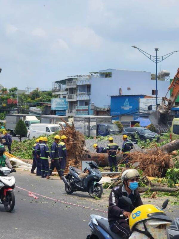 Di dời hàng loạt cây xanh để thi công ga ngầm Metro số 2