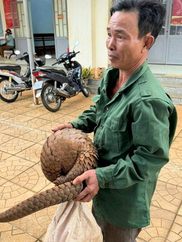 Khi một nông dân trả tê tê Java về với căn nhà thiên nhiên