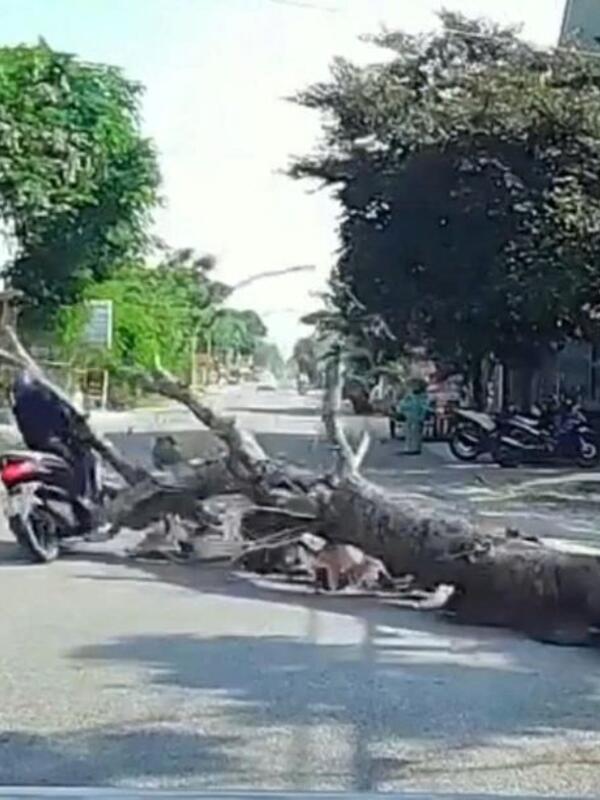 Cưa cây đổ trúng người đi xe máy, một người tử vong