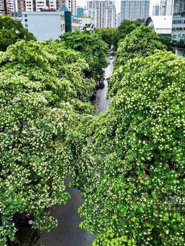 Hà Nội nghiên cứu cắt tỉa, dịch chuyển cây hoa sữa để giảm mùi hương