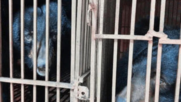 Đẩy mạnh chiến dịch chấm dứt hoạt động nuôi nhốt gấu tại Thủ đô