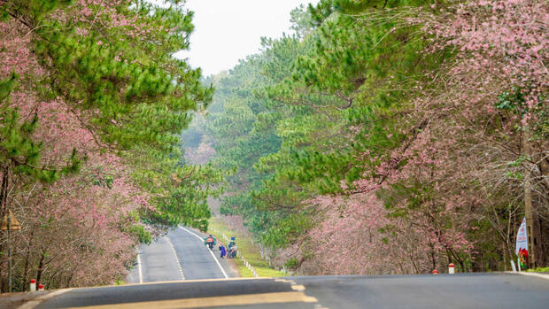 Lễ hội hoa Anh đào tại Măng Đen từ 1-4/01/2026