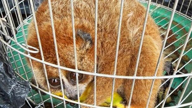 Người dân Lâm Đồng giao nộp cá thể culi quý hiếm