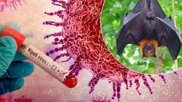 Bộ Y tế chính thức ban hành phác đồ điều trị virus Nipah