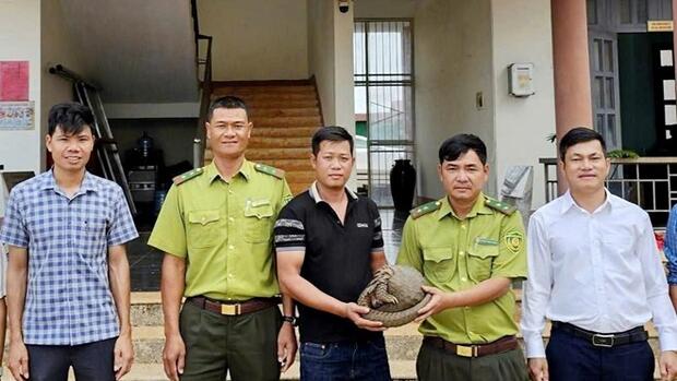 Tê tê quý hiếm bò vào nhà, người dân Lâm Đồng giao nộp kiểm lâm