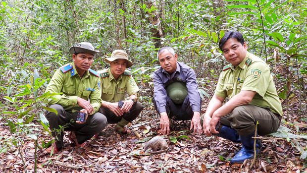 Gia Lai: Thả tê tê Java cùng nhiều động vật quý hiếm về rừng tự nhiên