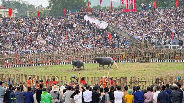 Lễ hội chọi trâu Hải Lựu: Cuộc so tài "nghẹt thở"