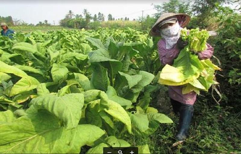 Tái thiết đời sống người lao động hậu COVID-19: Cần cân nhắc thời điểm tăng thuế ảnh 2